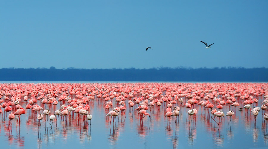 Kenya Lake Nakuru