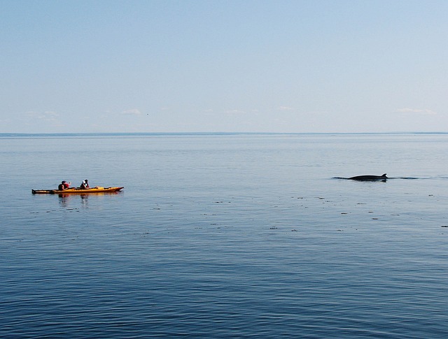 whale watching tours around the world