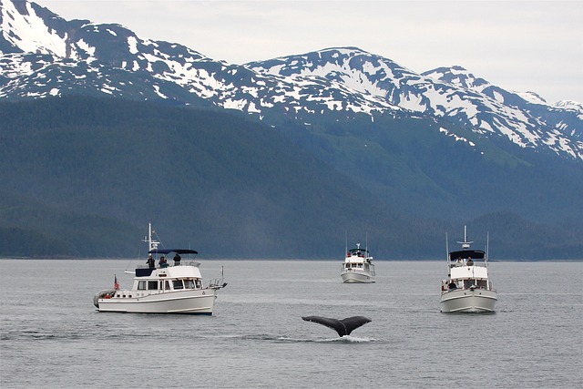 whale watching tours around the world