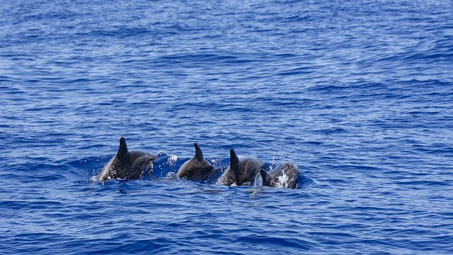 whale watching tours around the world