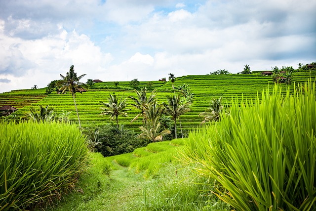 Sekumpul waterfall Bali