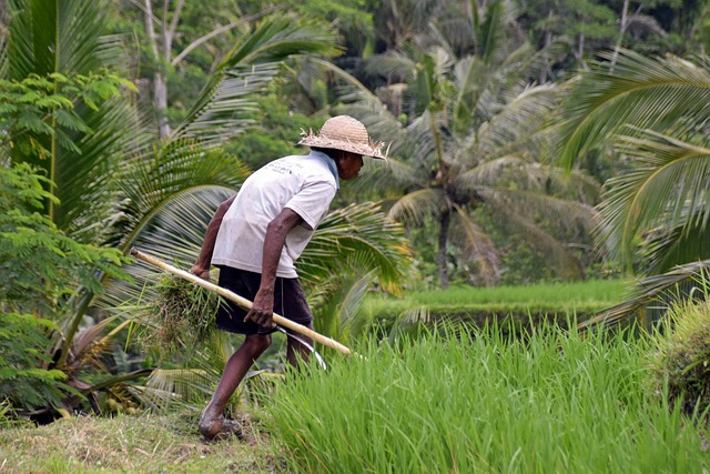 Ubud Itinerary