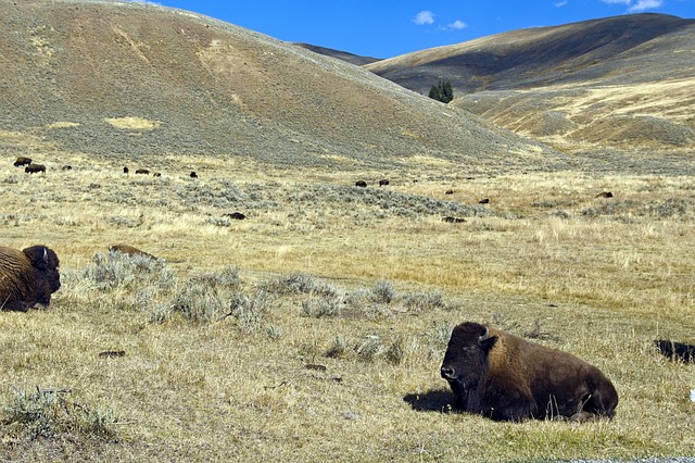 Yellowstone National Park