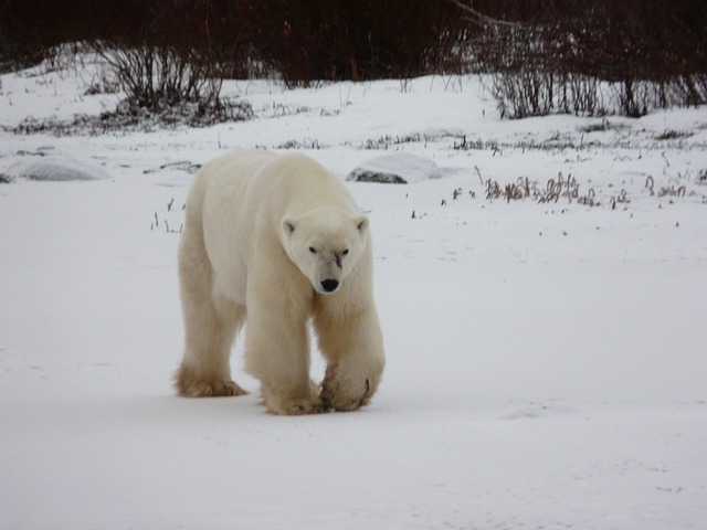 Top 10 Ultimate Bear-Watching Escapes