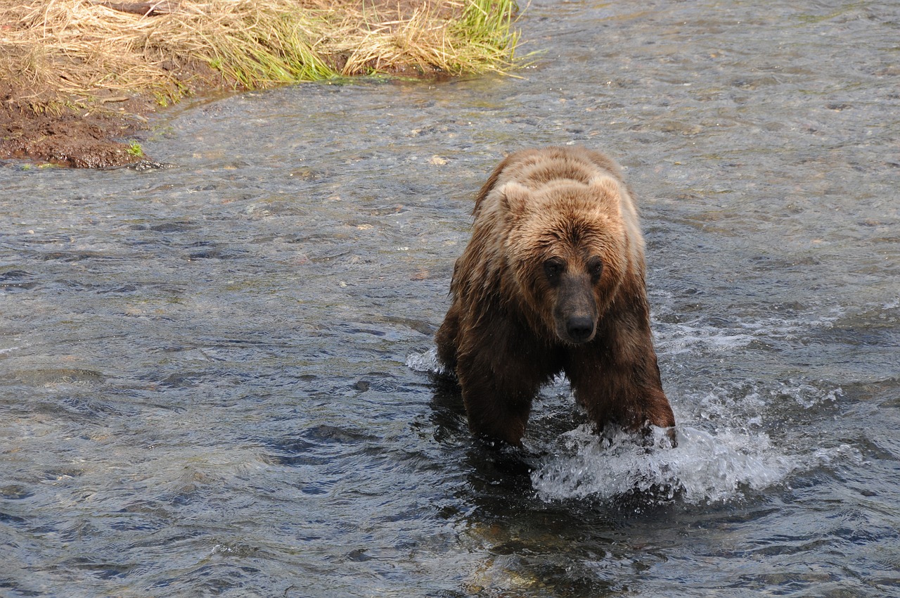 Top 10 Ultimate Bear-Watching Escapes