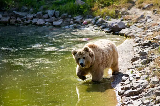 Top 10 Ultimate Bear-Watching Escapes