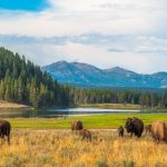 Yellowstone National Parks