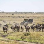 Masai Mara National Reserve