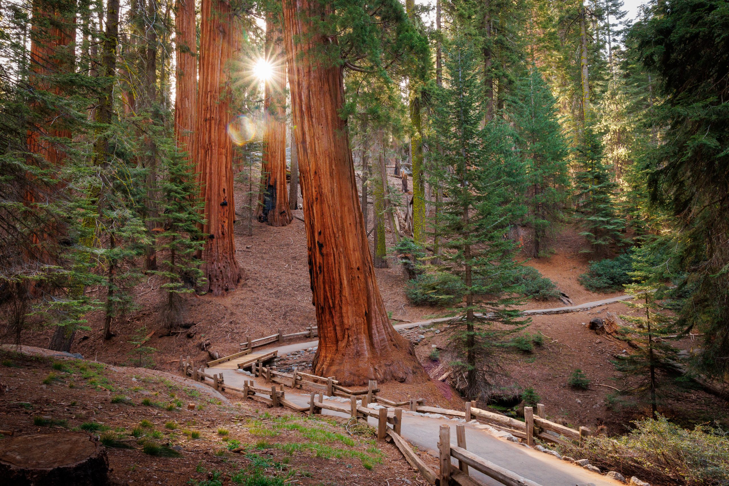 sequoia national park weather

